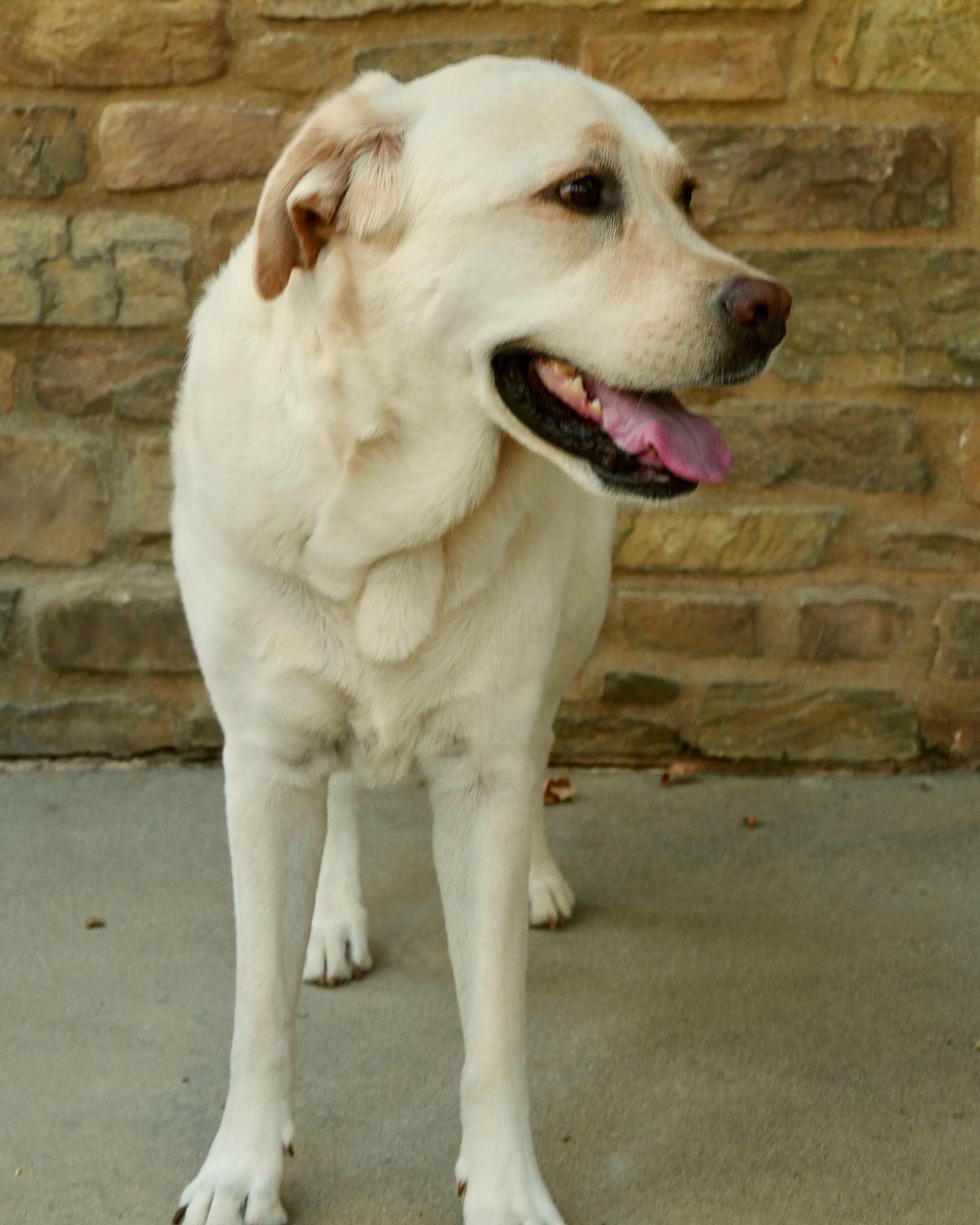 球星宠物曝光:有明星范的狗狗的简单介绍 球星宠物曝光:有明星范的狗狗的简单介绍